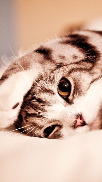 Cute, Cat, Bed HD phone wallpaper