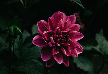 Flowers, Violet, Flower, Petals, Bud, Purple HD wallpaper