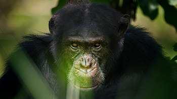 Chimpanzee, Dynasties documentary, Alexander Street production, Nature's brilliance HD wallpaper