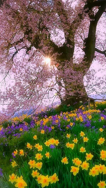 Spring, Tree, Spring Tree HD phone wallpaper