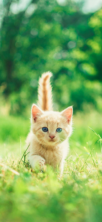Cat , XS HD phone wallpaper