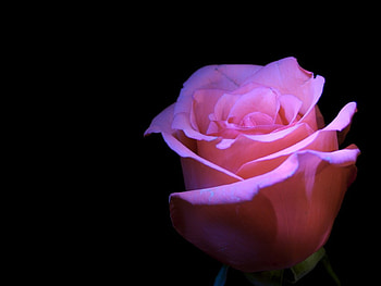 Pink Rose, rose, pink, beautiful HD wallpaper