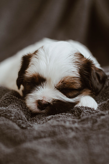 Animals, Dog, Nice, Sweetheart, Puppy, Small, Sleeps, Asleep HD phone wallpaper