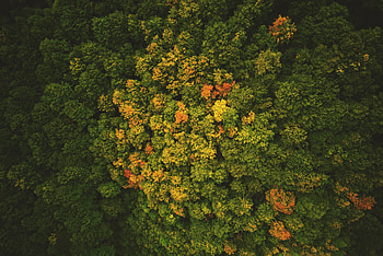 Green-bright trees, spring HD wallpaper