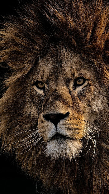 Black lion , Striking contrast, Mysterious charm, Captivating presence HD phone wallpaper