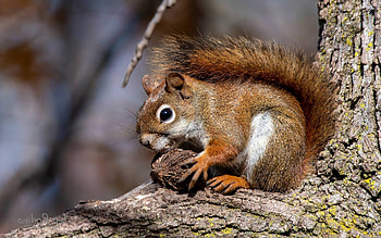 Squirrel with Nut, animal, tree, nut, squirrel HD wallpaper