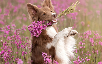 For you!, flower, cute, paw, caine, dog, sweet, irina kovaliova, summer, pink, summe, border collie, vara HD wallpaper