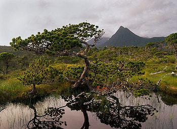 Beautiful Tree, cool, beautiful, , tree HD wallpaper