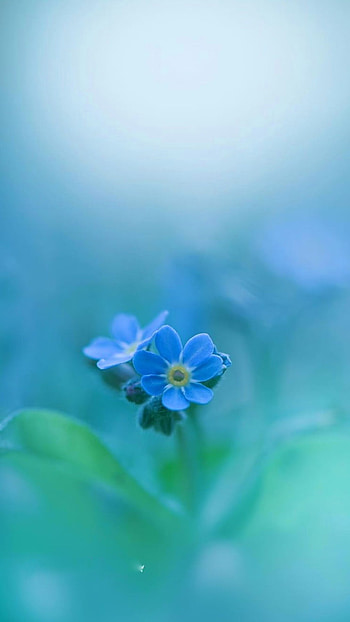 Flower, petal, blue HD phone wallpaper