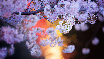 Cherry Blossoms, cherry, blossom, tree, plants, nature, flowers HD wallpaper