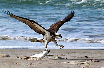 Big Catch, eagle, big, , cool, catch HD wallpaper