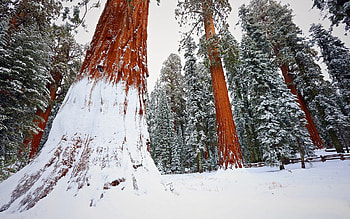 Natural beauty, Majestic giants, Brown wooden wonders, Serene forest HD wallpaper