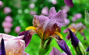 Iris with rain drops, drops, with, rain, Iris HD wallpaper