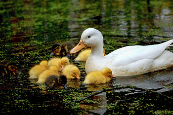 Mother and ducklings, Ducks HD wallpaper