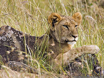 LION WATCHING AND, beutiful, shy, cub, lioness HD wallpaper