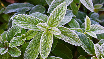 Frozen, Mint Plant HD wallpaper