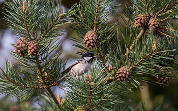 Black Tit, tit, pine cones, bird, tree HD wallpaper