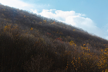 Nature, Trees, Bush, Vegetation, Slope, Hill HD wallpaper
