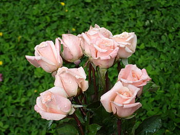 Flowers, Roses, Drops, Greens, Bouquet, Tender HD wallpaper
