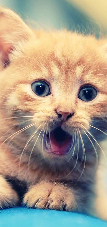 Cat, and mobile , Seamless transition, Perfect fit HD phone wallpaper
