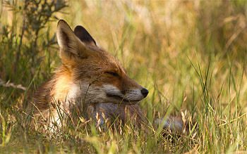 Animals, Grass, Fox, To Lie Down, Lie, Muzzle HD wallpaper