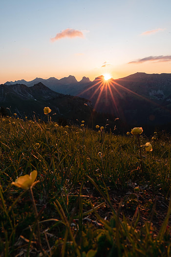 Nature, Flowers, Mountains, Sun, Beams, Rays HD phone wallpaper