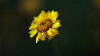 Flower, Macro, Glare, Petals, Greased, Smeared HD wallpaper