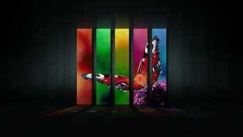 Butterflies, Background HD wallpaper