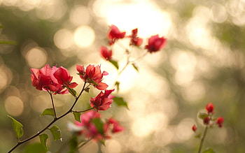 Plants, Flowers HD wallpaper