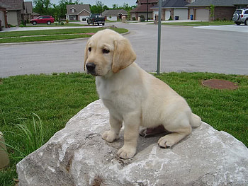 Sitting on his Throne, dog, grass, road, rock HD wallpaper