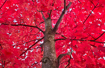 Nature, Wood, Tree, Branches HD wallpaper