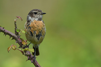 Thorn Perch — Songbird, Animal, bird HD wallpaper