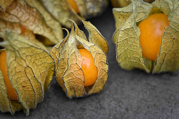 Physalis, Historical berry, Bauerntte origin, Cultural heritage HD wallpaper