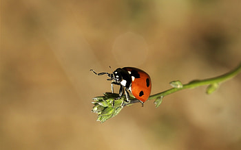 Insects, Ladybugs HD wallpaper
