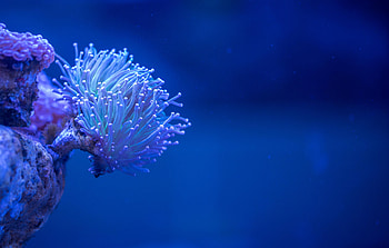 Sea, Coral, Macro, Depth, Underwater, Submarine HD wallpaper