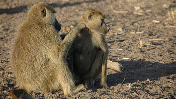 Chacma, Baboon HD wallpaper