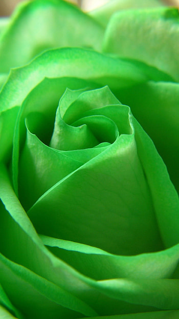 Green Colour, Green Colour Rose, Green Rose HD phone wallpaper