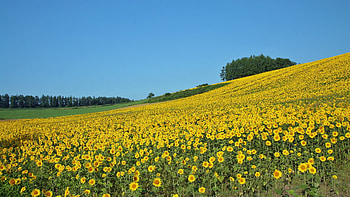 Japan Hokkaido Country Field : Open Field Under Skyç¬¬24 HD wallpaper