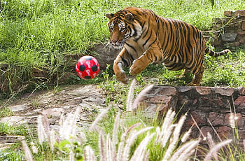 Kicking it, animals, ball, kicking, soccer, lion HD wallpaper