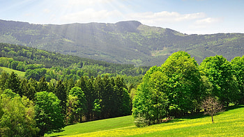 summer's forest, sun, forest, valley, mountain HD wallpaper