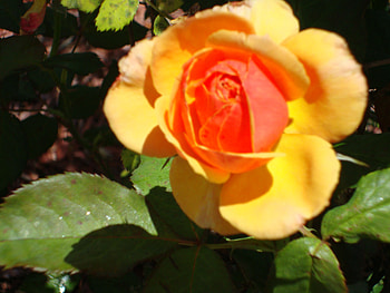 Sunshine Rose, rose, sunshine, orange, florida HD wallpaper
