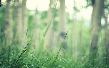 Plants, Grass, Background HD wallpaper