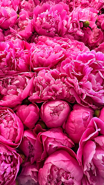 Pink, Roses, Pink Roses Flowers HD phone wallpaper