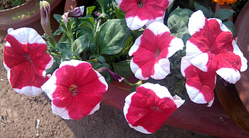 Red & White,Dibya, garden, white, green, Red HD wallpaper