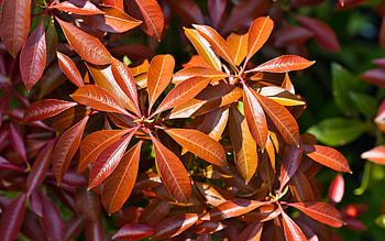 Leaves, nature, plant, graphy HD wallpaper