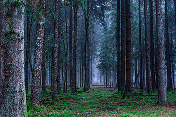 Nature, Trees, Grass, Forest, Fog HD wallpaper