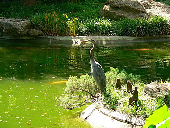 Crane, plants, bird, water HD wallpaper