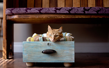 Cat, pisica, animal, comfy, cute HD wallpaper