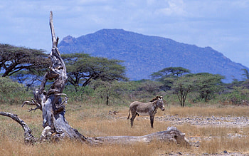 Animals, Savanna, Zebra, Mountain, Wood, Tree, Africa HD wallpaper