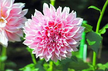 Dahlias, Flowers, Bloom, Pink HD wallpaper